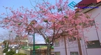 Đà Lạt thành phố bốn mùa hoa khoe sắc