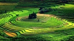 Ruộng bậc thang Sapa - Bức tranh phong cảnh khổng lồ
